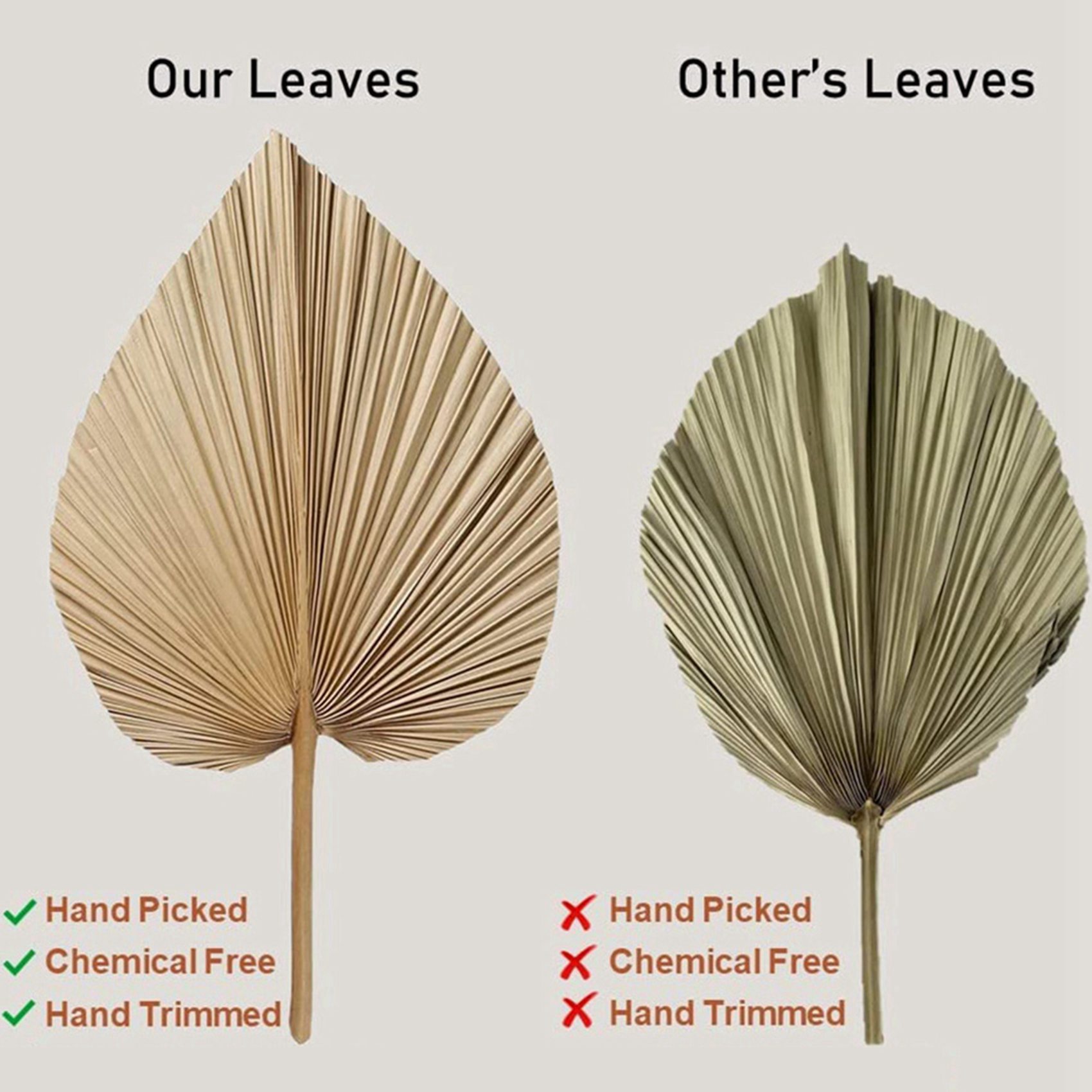 Palm Leaf Dried - 8 Buah Daun Palem Kering Alami