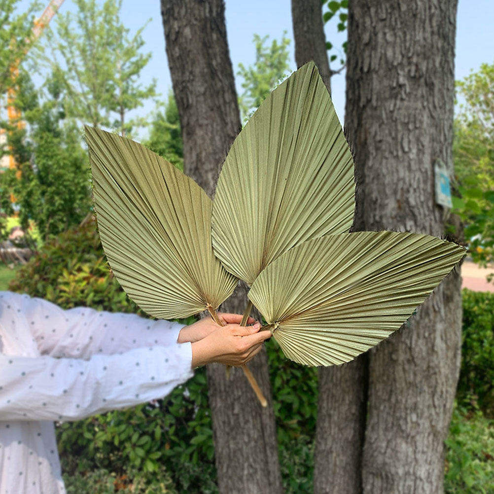 Palm Leaf Dried - 1 Buah Daun Palem Kering Alami