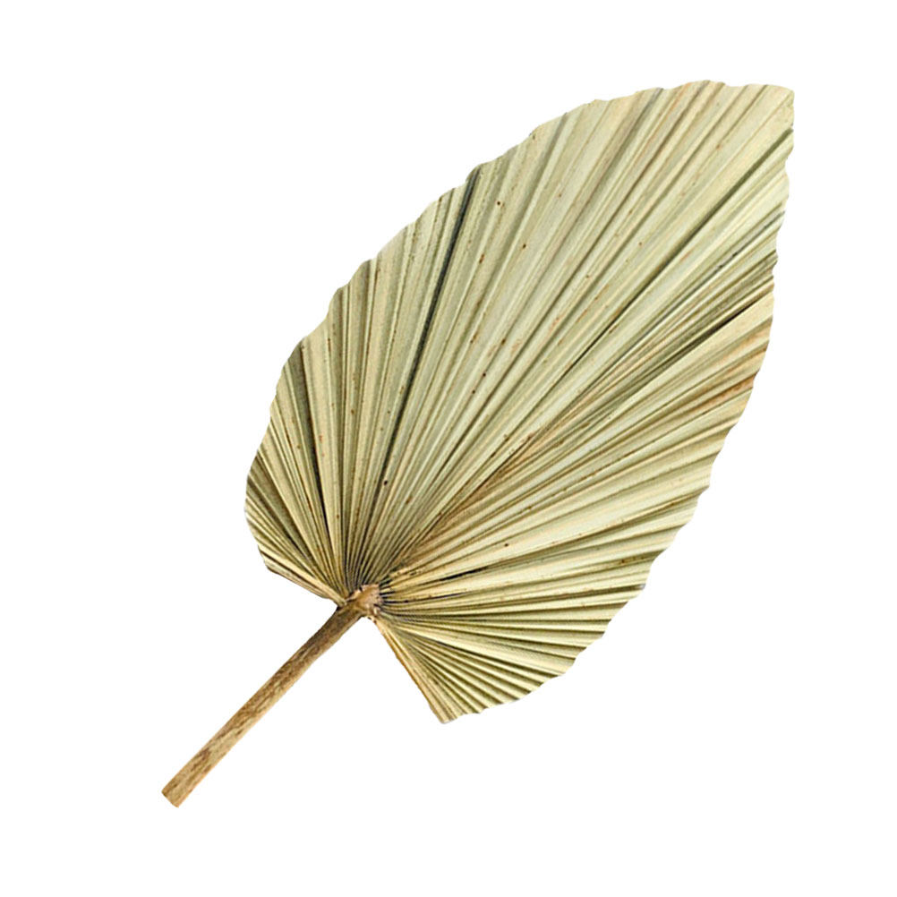 1Pcs Dekorasi Daun Palem Kerin - Palm Leaf Dried ulasan dan harga