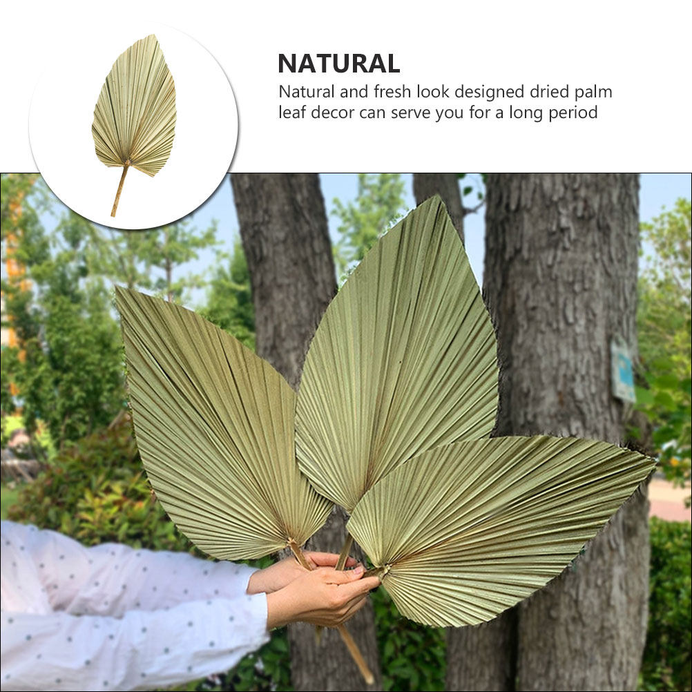 1Pcs Dekorasi Daun Palem Kerin - Palm Leaf Dried ulasan dan harga