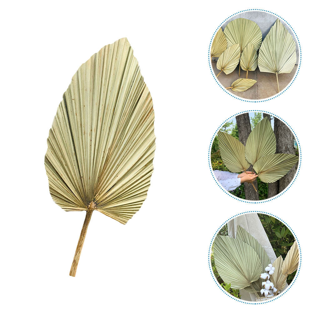 1Pcs Dekorasi Daun Palem Kerin - Palm Leaf Dried ulasan dan harga