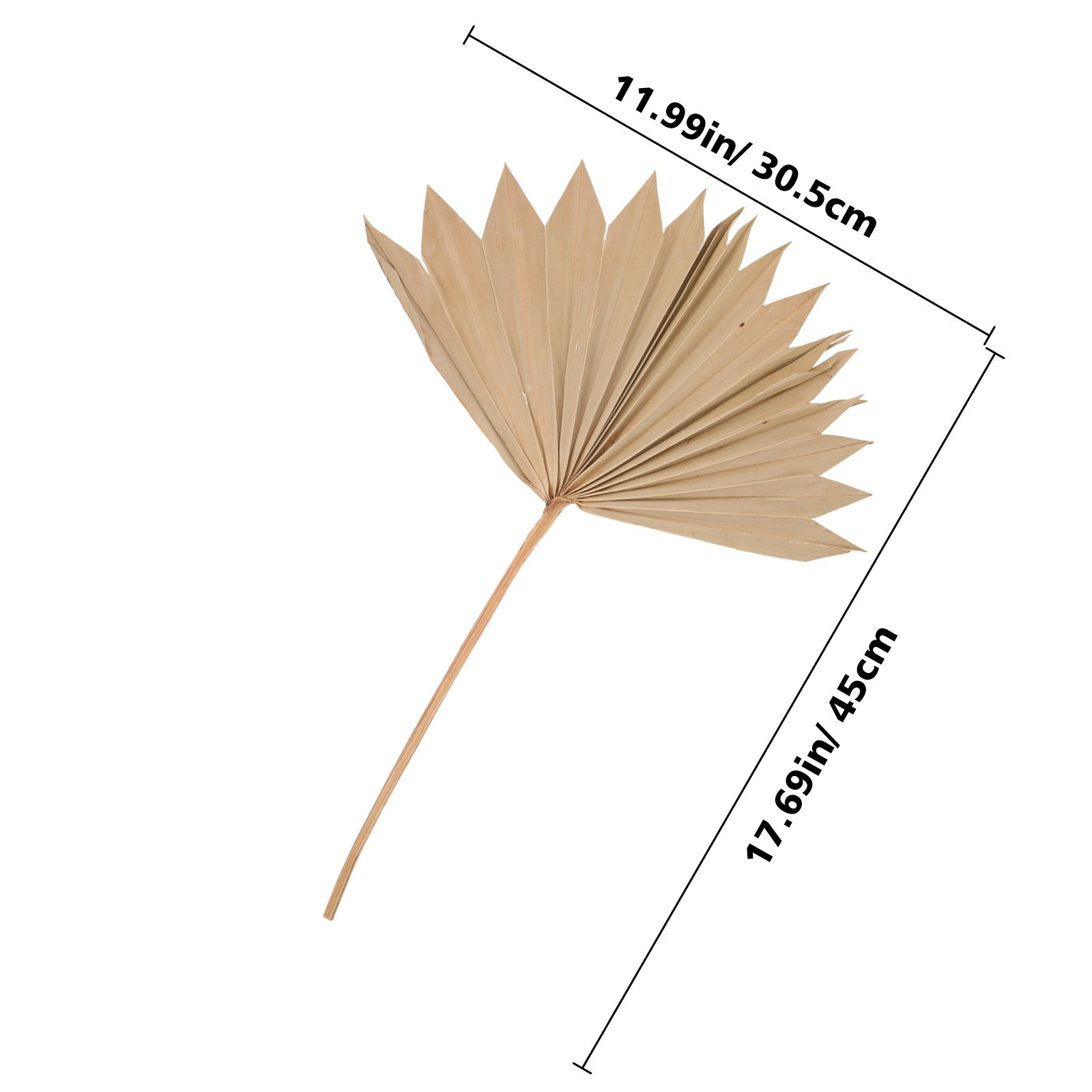 4 Buah Dekorasi Daun Palem Ker - Palm Leaf Dried ulasan dan harga
