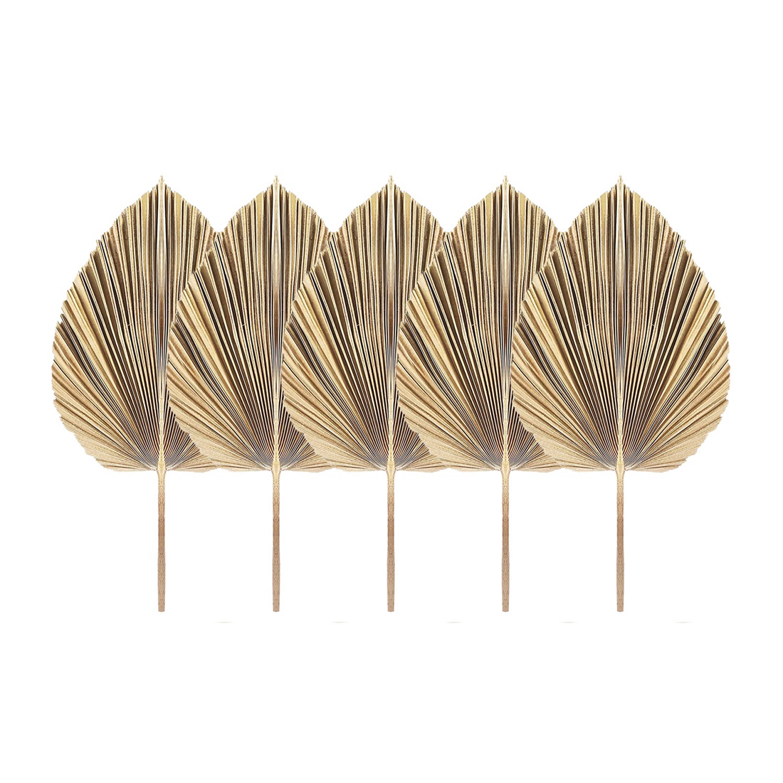 Dekorasi daun palem kering ala - Palm Leaf Dried ulasan dan harga