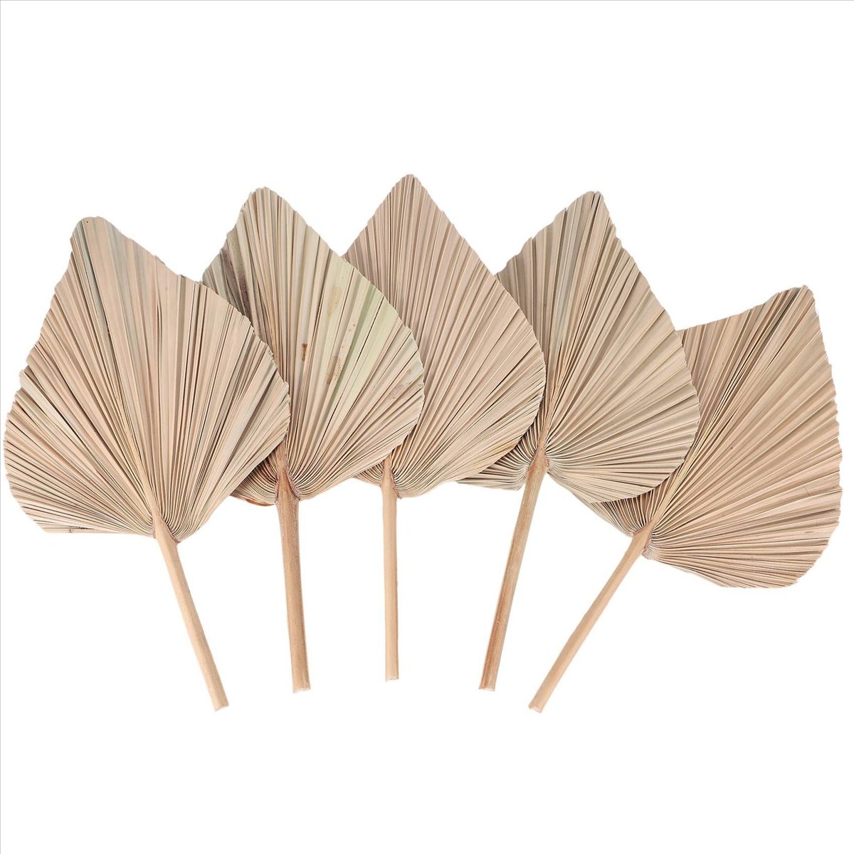 Dekorasi Ruangan Daun Palem Ke - Palm Leaf Dried ulasan dan harga