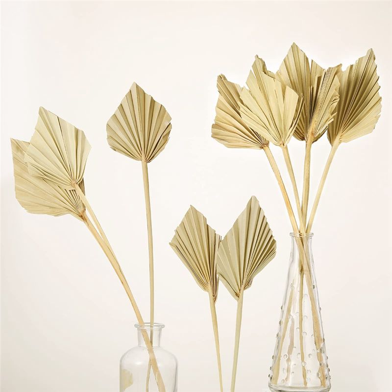 ABYN-Boho Daun Palem Kering Ke - Palm Leaf Dried ulasan dan harga