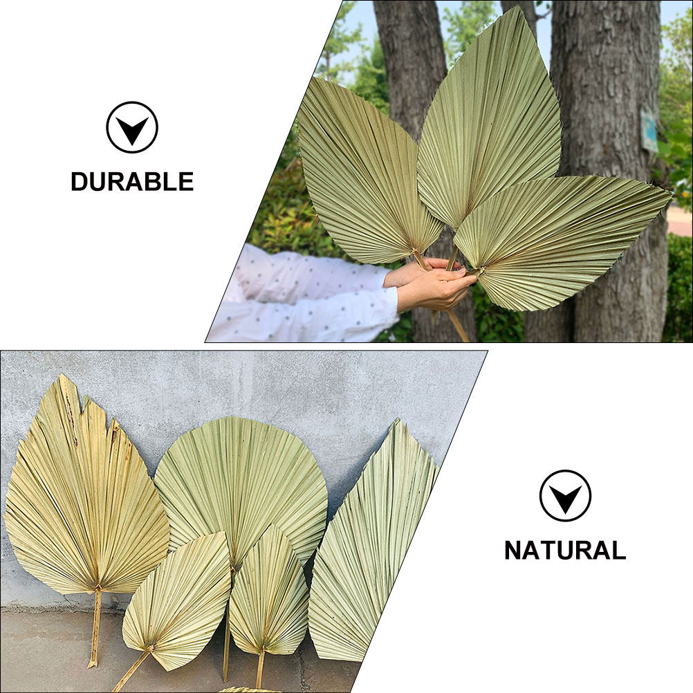 1 Buah Daun Palem Kering Alami - Palm Leaf Dried ulasan dan harga