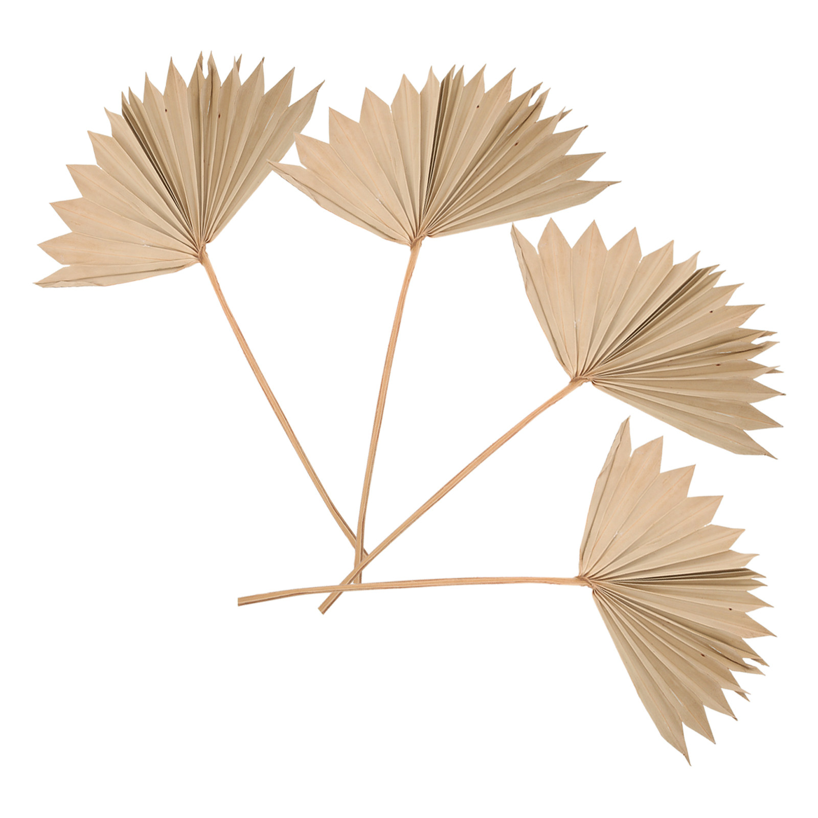 4 Buah Dekorasi Daun Palem Ker - Palm Leaf Dried ulasan dan harga