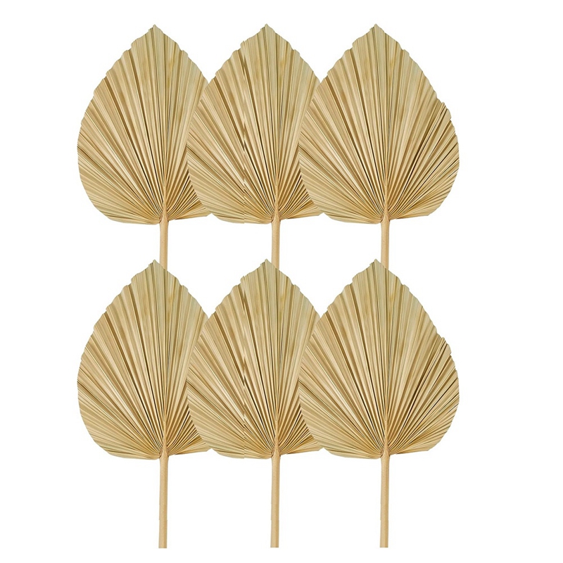 Baru 6 Buah Kipas Palem Kering - Palm Leaf Dried ulasan dan harga