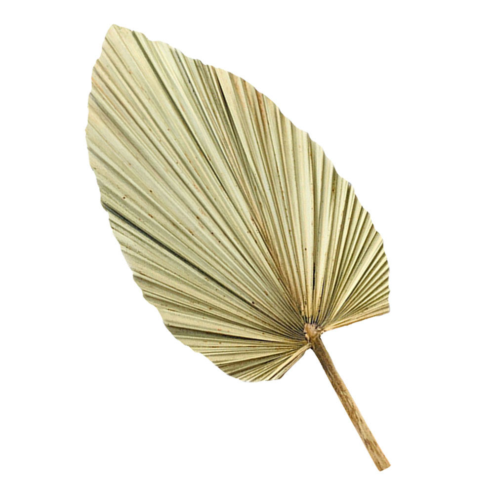 1Pcs Dekorasi Daun Palem Kerin - Palm Leaf Dried ulasan dan harga