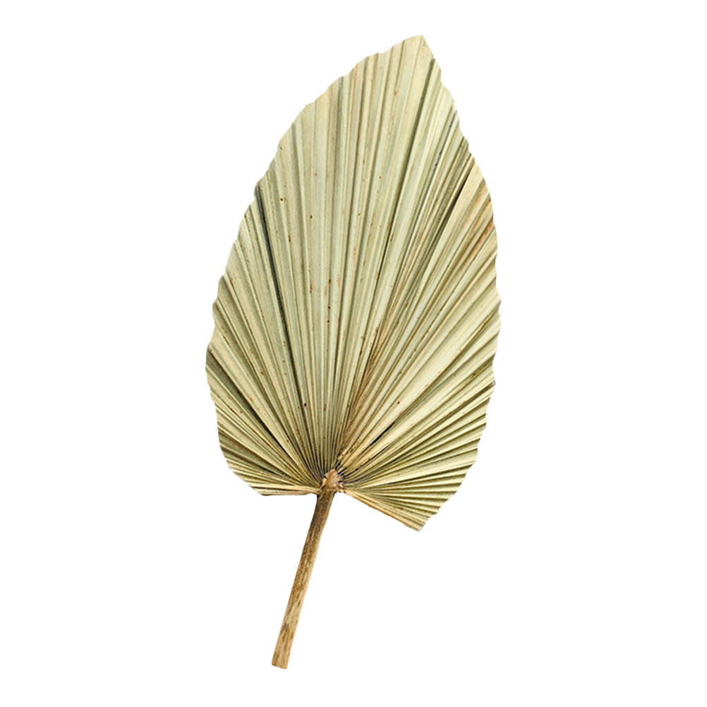 1Pcs Dekorasi Daun Palem Kerin - Palm Leaf Dried ulasan dan harga