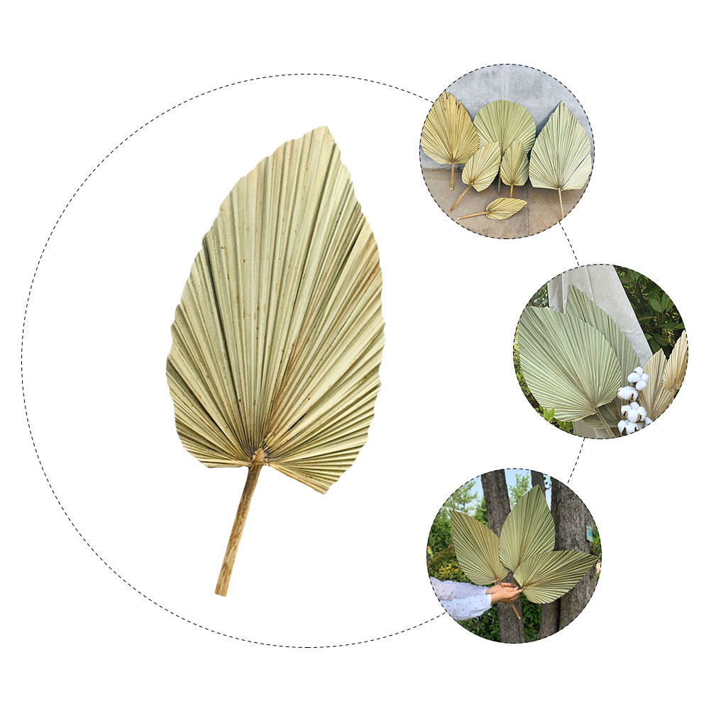 1Pcs Dekorasi Daun Palem Kerin - Palm Leaf Dried ulasan dan harga