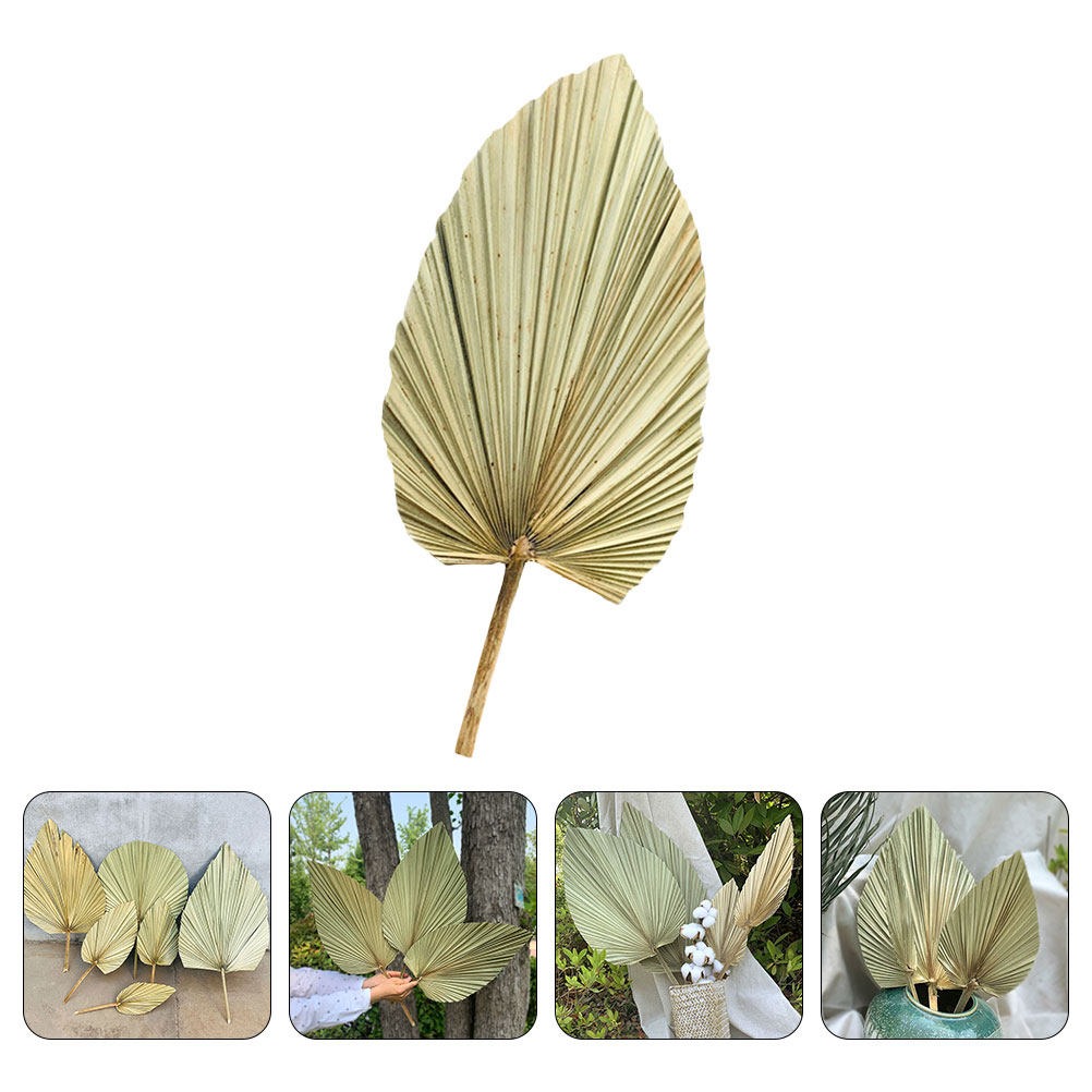 1Pcs Dekorasi Daun Palem Kerin - Palm Leaf Dried ulasan dan harga
